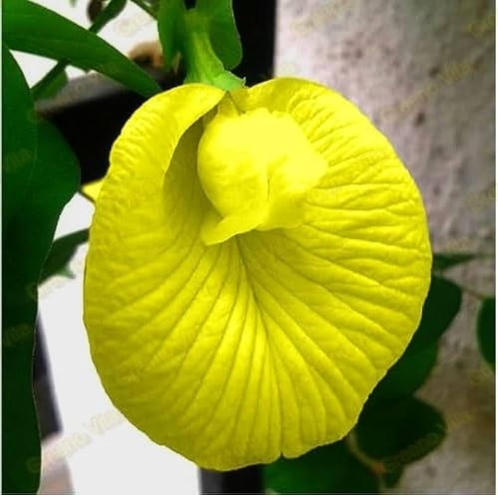 (30 Pcs Seed Par Pack) Aparajita Seeds Mixed Color Pack, Blue, Pink, White, Yellow Double & Single Petals Aprajita Shankhpushpi Hybrid Butterfly Pea Seeds for Home Gardening