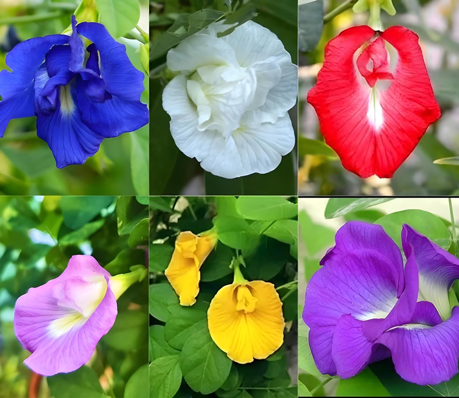 Aparajita Seeds multicolor Pack Blue, Pink, White Double & Single Petals Aprajita Shankhpushpi Hybrid Butterfly Pea Seeds Medicinal Flower Plant Creeper For outdoor Garden (Pack Of 30)