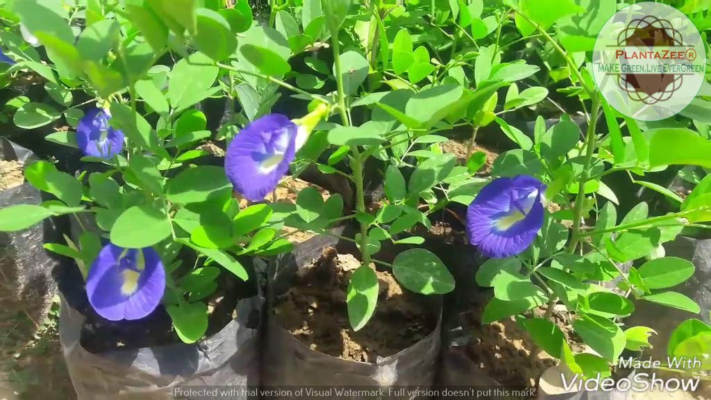 PlantaZee Medicinal Shankhpushpi Live Plant