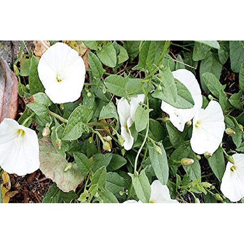 Plants Point Shankhpushpi/Blue Butterfly Live Plant with Pot