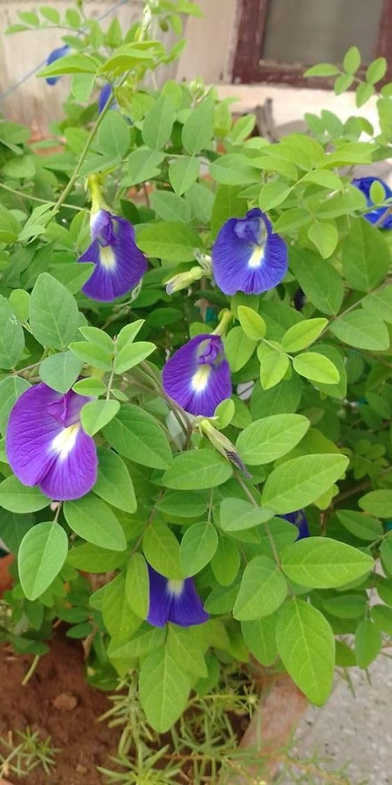 Plants Point Voilet Shankhpushpi Live Plant with Pot